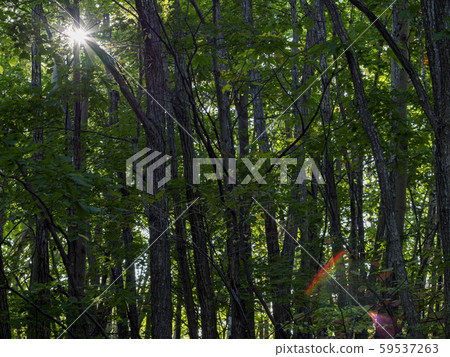 Forest and sunbeams a little dark Forest and sunbeams a little dark 59537263