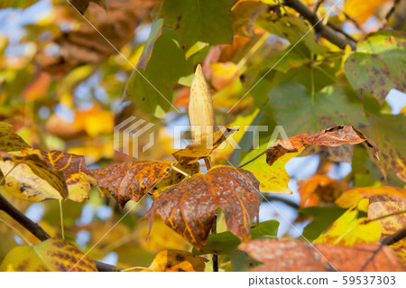 Fruit of turpentine Fruit of turpentine 59537303