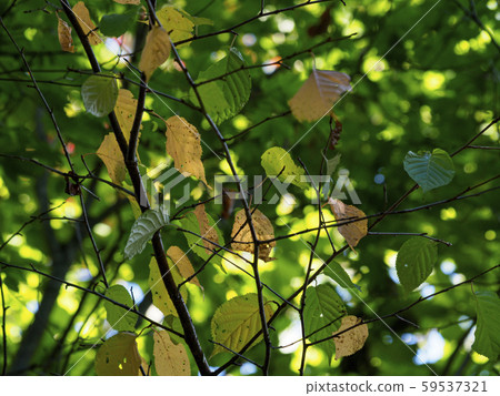 Slightly colored trees and leaves, pale orange 59537321