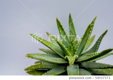 Aloe vera Gel that has both substances to cure scars And used to produce health drinks Or cosmetics that are good for the skin 59537371