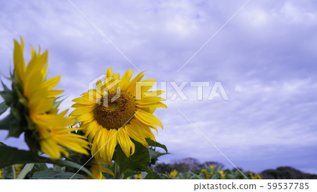 Sunflower and blue sky 59537785