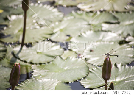 Dragonfly and lotus flowers / Lotus flowers in a tropical pool Dragonfly and lotus flowers / Lotus flowers in a tropical pool 59537792