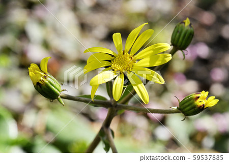 Ishigane的花 Ishigane的花 59537885