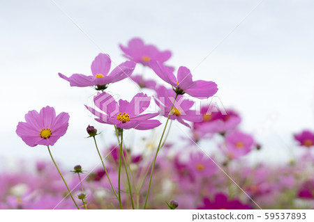 Light cloudy copy space and pale cosmos 59537893