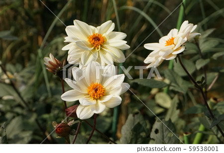 白花頭花橙 59538001