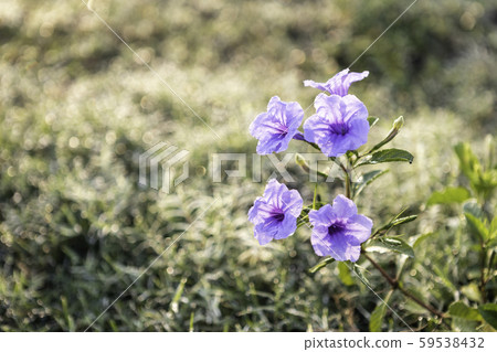 Minnieroot, which grows in the grassland 59538432