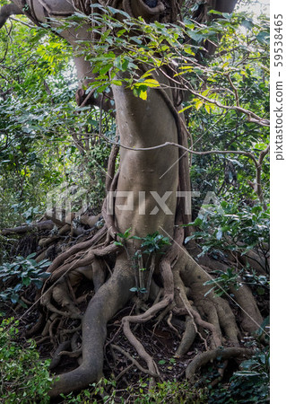 A large tree with roots crawling on the ground and thick vines wrapped around it [Sarushima] Yokosuka City, Kanagawa Prefecture 59538465