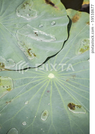 Lotus leaf / Lotus flowers in a tropical pool Lotus leaf / Lotus flowers in a tropical pool 59538677