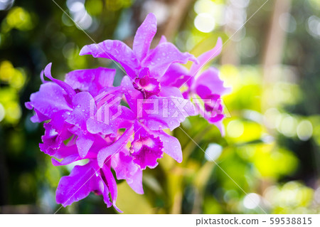 Beautiful Pink orchid flower in green garden at Beautiful Pink orchid flower in green garden at 59538815