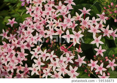 Pentas light red 01 59538873