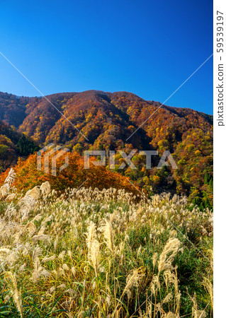 秋季皺紋的瀑布 59539197