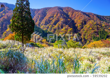 秋季皺紋的瀑布 59539202