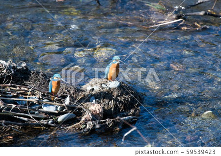 野鳥翠鳥檢查 59539423
