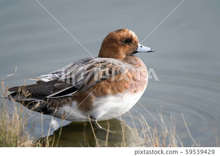 Wild bird duck 59539429
