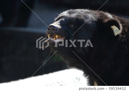 Asian black bears 59539432