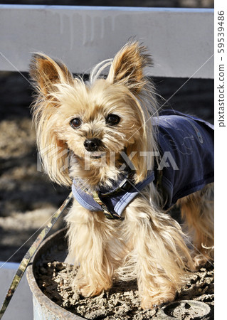 約克夏梗 約克夏梗 59539486