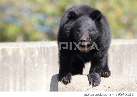 盯著這裡的黑熊（亞洲黑熊，喜馬拉雅熊） 59540128