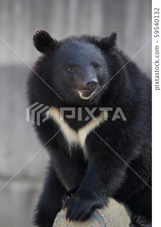 黑熊仔細地看 59540132