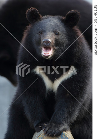 Asian black bears 59540139