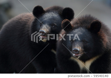 Asian black bears 59540140