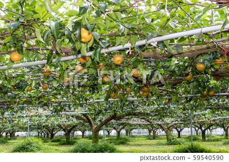 Nashien, Tomisato, Chiba Japan 59540590