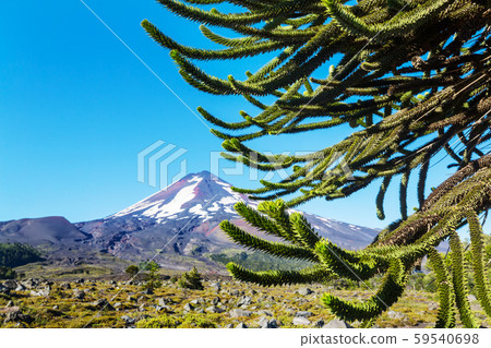 Araucaria 59540698