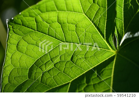 Chayote leaf vein Chayote leaf vein 59541210
