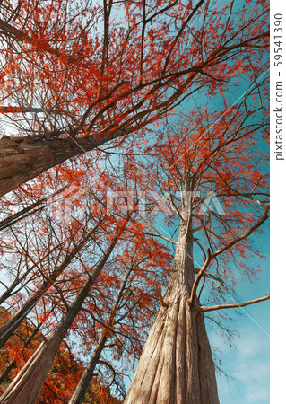 Cypress trees in autumn with red leaves against 59541390