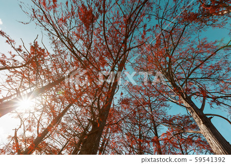 Cypress trees in autumn with red leaves against 59541392