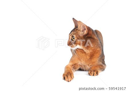 Chic abyssinian cat portrait isolated on white, Chic abyssinian cat portrait isolated on white, 59541917