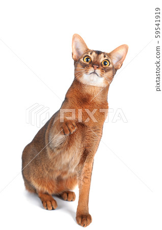 Beautiful abyssinian cat portrait isolated on Beautiful abyssinian cat portrait isolated on 59541919