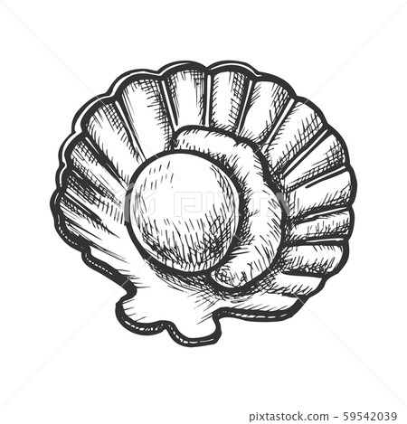 Scallop Meat In Shell Seafood Monochrome Vector 插圖素材 圖庫