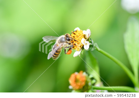 Japanese bee 59543238