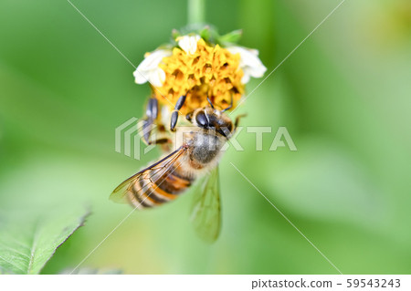 日本蜜蜂 59543243