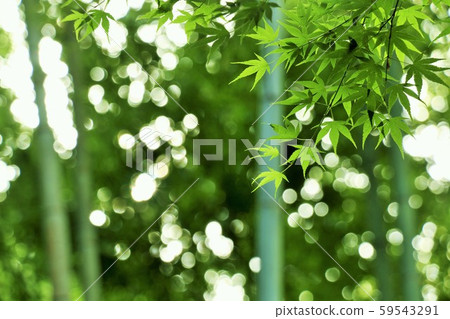 Bamboo grove and bamboo leaves in Saga Arashiyama, Kyoto Bamboo grove and bamboo leaves in Saga Arashiyama, Kyoto 59543291