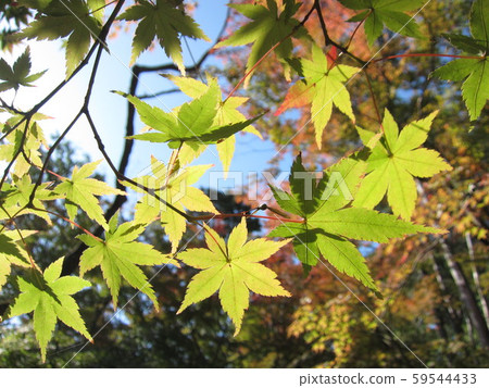 楓樹葉在秋天的落葉 楓樹葉在秋天的落葉 59544433