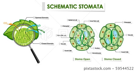 Diagram showing schematic stomata Diagram showing schematic stomata 59544522
