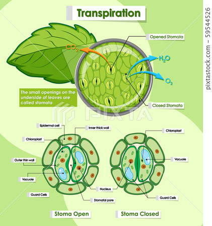 Diagram showing transpiration of plants 59544526