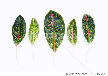 Aglaonema leaves isolated on white 59545364