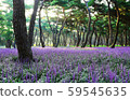 麥門東開花松林 59545635