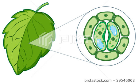 Diagram Showing Plant Cell From Leaf Stock Illustration 59546008 Pixta