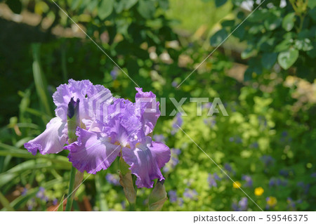 German iris 59546375