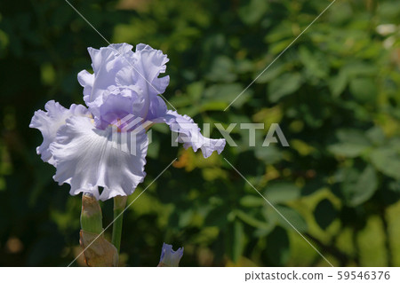 德國鳶尾 德國鳶尾 59546376