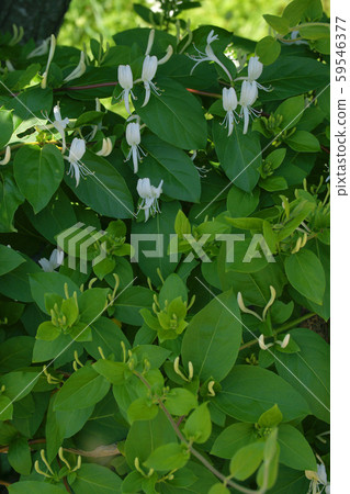 金銀花 金銀花 59546377