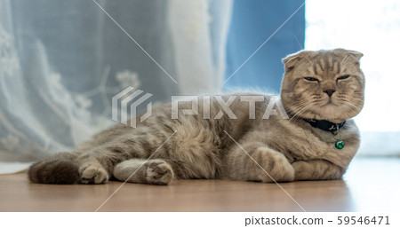The British Shorthair cat cute happy to play pet 59546471