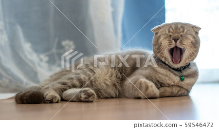 The British Shorthair cat cute happy to play pet 59546472