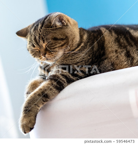 The British Shorthair cat cute happy to play pet 59546473