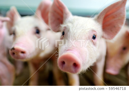 pig farm industry farming hog barn pork pig farm industry farming hog barn pork 59546718