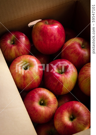 Apple and Shinano Sweet 59547101