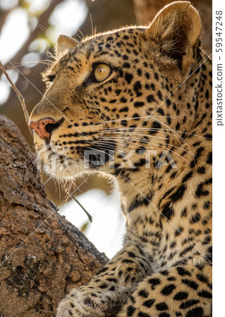 Leopard face over the tree looking to the horizon Leopard face over the tree looking to the horizon 59547248